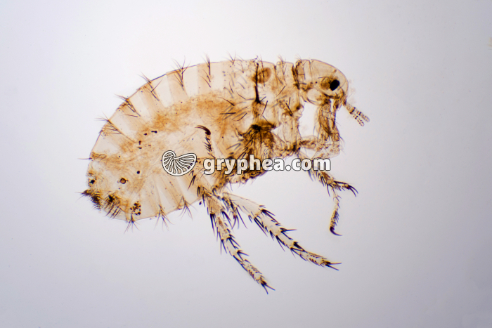 Puce femelle x10 - gryphea.org